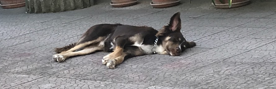 Rita Franzese's cover