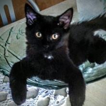 Immagine del profilo di Armando Nolli