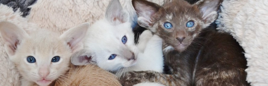 Marcello Torregrossa's couverture