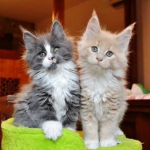 Marcello Torregrossa's avatar