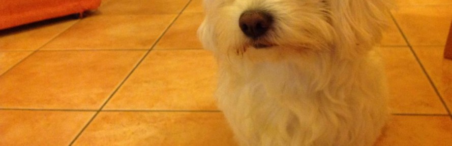 Cover di Puppy