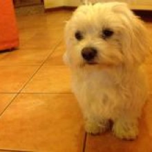 Immagine del profilo di Puppy