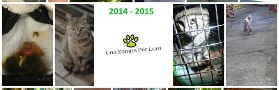 Cover di unazampaperloro