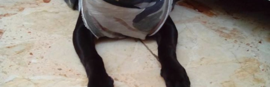 Cover di Diva Samperi