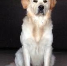 Aragon Dente's avatar