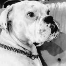 Achille Senia's avatar