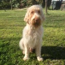 Pallino Velardo's avatar