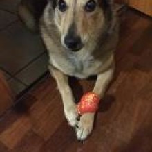 Immagine del profilo di Sasha Nos