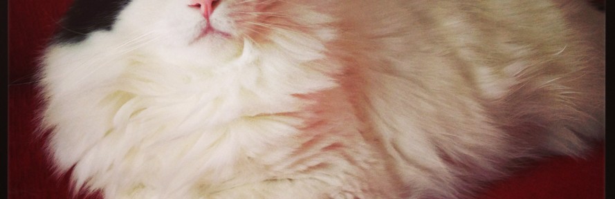 Pamela Mombelli's couverture