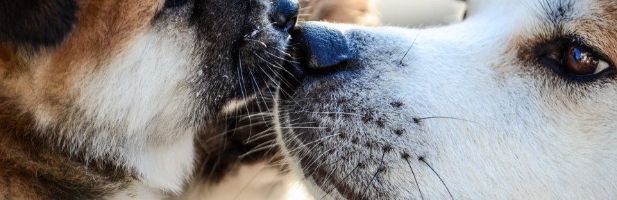 Andrea Gemmino's cover