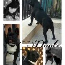 DanteeBea DiBlasi's Avatar