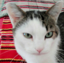 Immagine del profilo di mariagrazia parigi