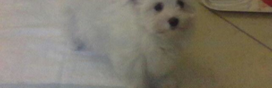 superHolly's couverture