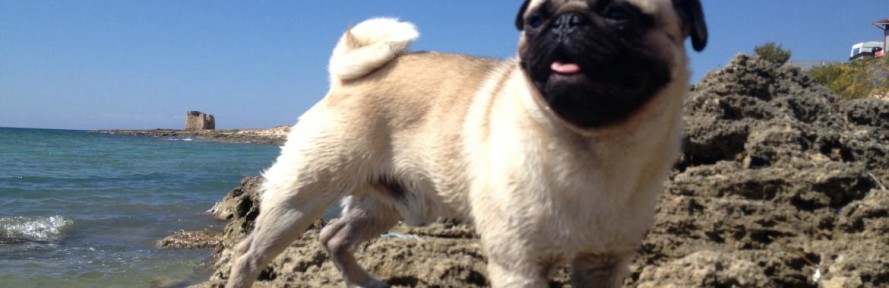 Bacco's cover