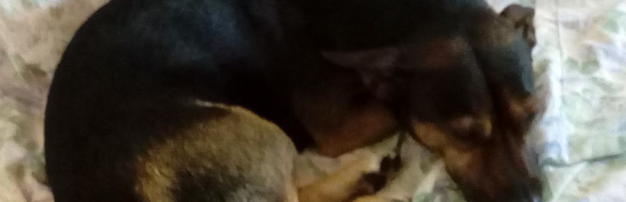 Cover di Francesco Giannoni