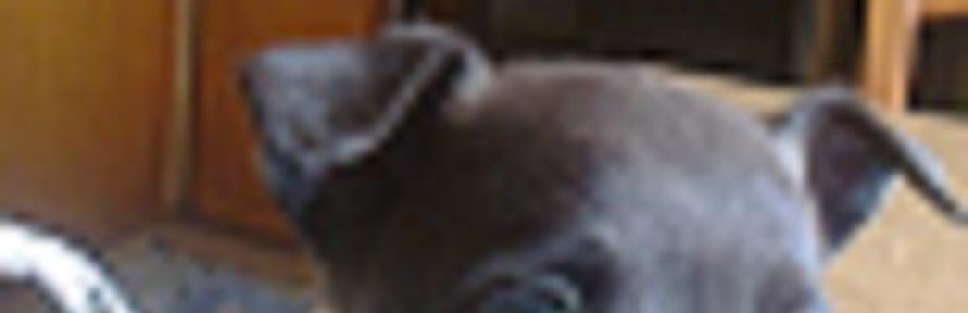 chiccoleuci's cover
