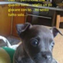 chiccoleuci's Avatar