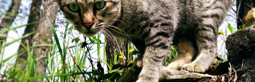 Cover di Igattidicasasalani