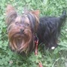 Immagine del profilo di mistral