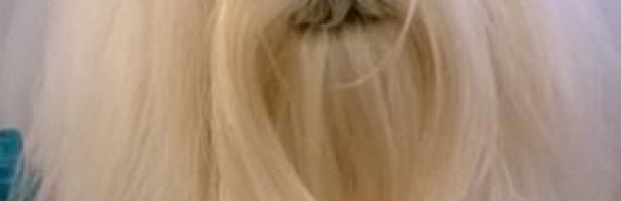 Cover di pelo rossi