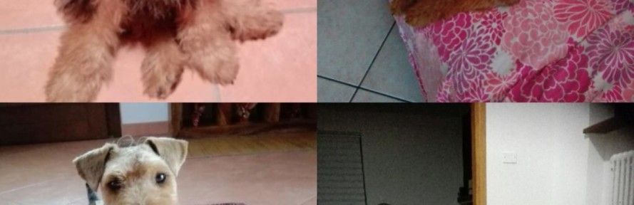 Harley 's couverture