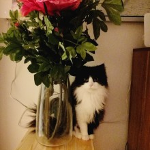 Immagine del profilo di Daniela