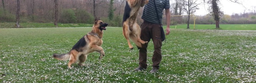 rocco2010's cover
