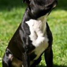 ArmyofstaffyAdonealiasDUX Catanese's Avatar