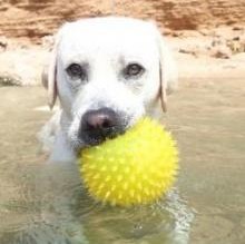 Immagine del profilo di Codylabrador