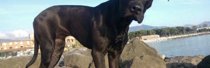 Cover di illeone