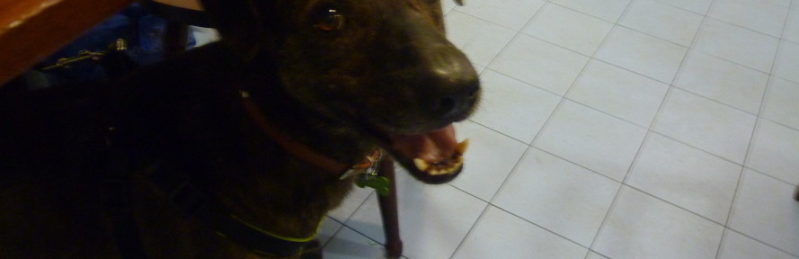 Tigro Catta's cover