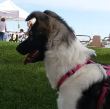 Avatar de Alessandro Marchionne