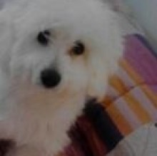 Avatar de TEO COLASANTE