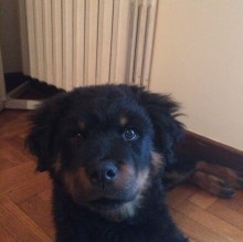 golia leon orsini's avatar