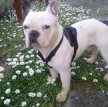 Immagine del profilo di Gino Bouledogghino