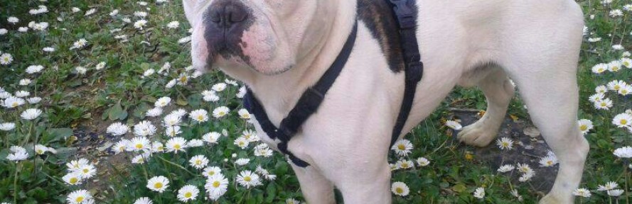 Cover di Gino Bouledogghino
