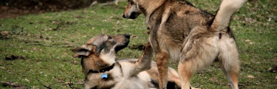 Cover di Rosanna Genzone