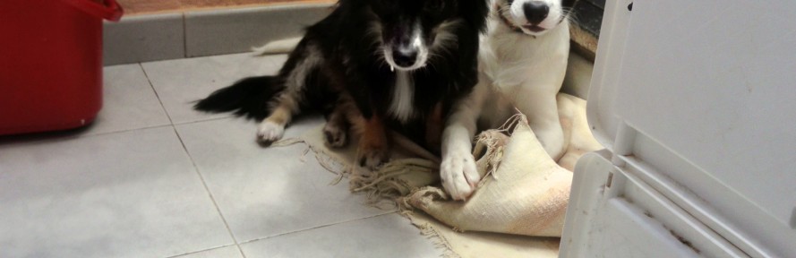 Mariagrazia Cardiello's cover