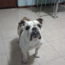 Immagine del profilo di royalpets