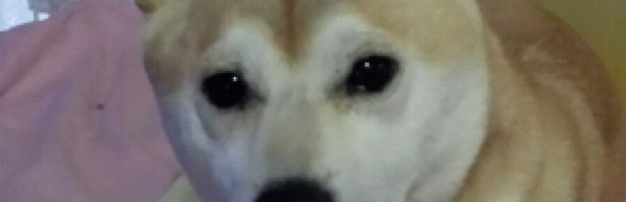 Maya shibainu's cover