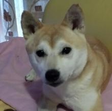 Maya shibainu's Avatar