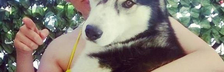 MaxSiberian's cover