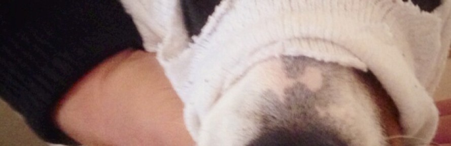 DjangojackRussel's cover