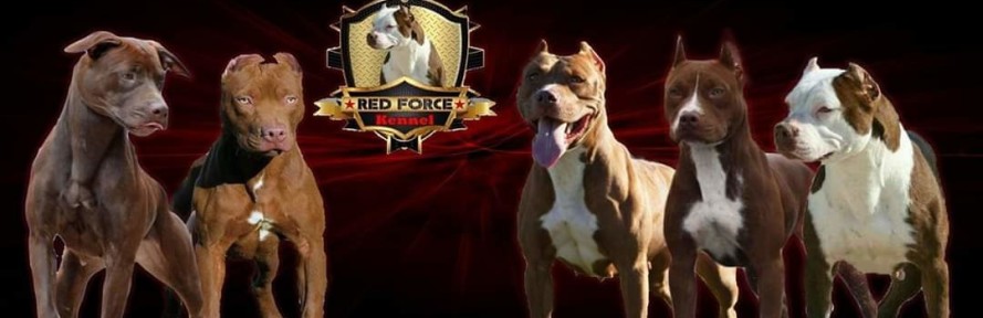 Cover di Gianni Pinto