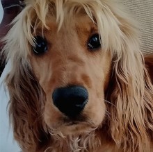 Avatar de Luckyhappydog