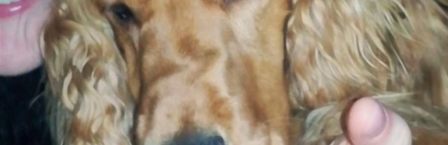 Luckyhappydog's cover