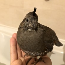 Immagine del profilo di Martino Veronese