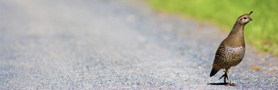 Cover di Martino Veronese