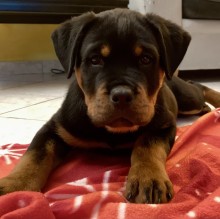 Avatar de Matteo Porrini