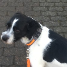 Immagine del profilo di oklendlikapetrasam